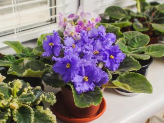 African violets thrive in bright, indirect light. Be sure to water the soil and not the leaves to avoid leaf rot.