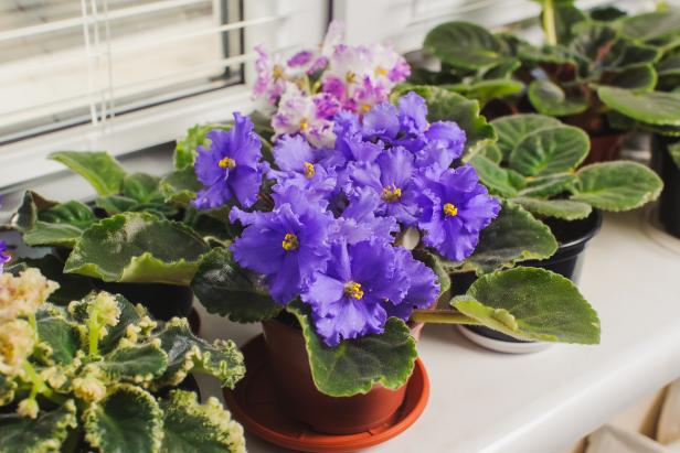 African violets thrive in bright, indirect light. Be sure to water the soil and not the leaves to avoid leaf rot.