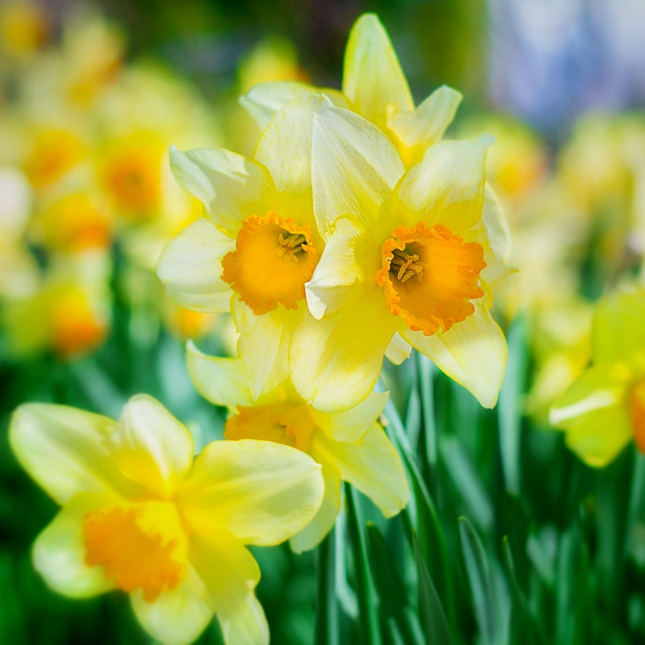 Daffodil, Spring flower, Narcissus, Bulb