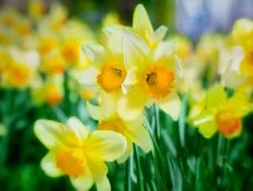 For best results in forcing daffodils, start with big, plump bulbs. Look for cultivars that are recommended for forcing.