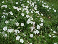Perennial bindweed is troublesome weed. The leaves are arrow shaped and its flowers are pink or white. Because they have persistent roots, bindweed grow anywhere except deep shade.