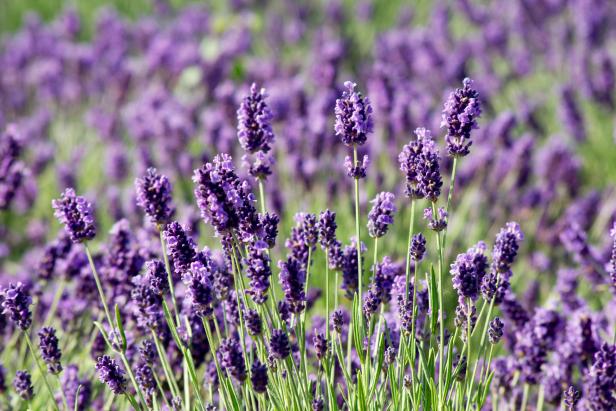 What Is Lavender? | HGTV