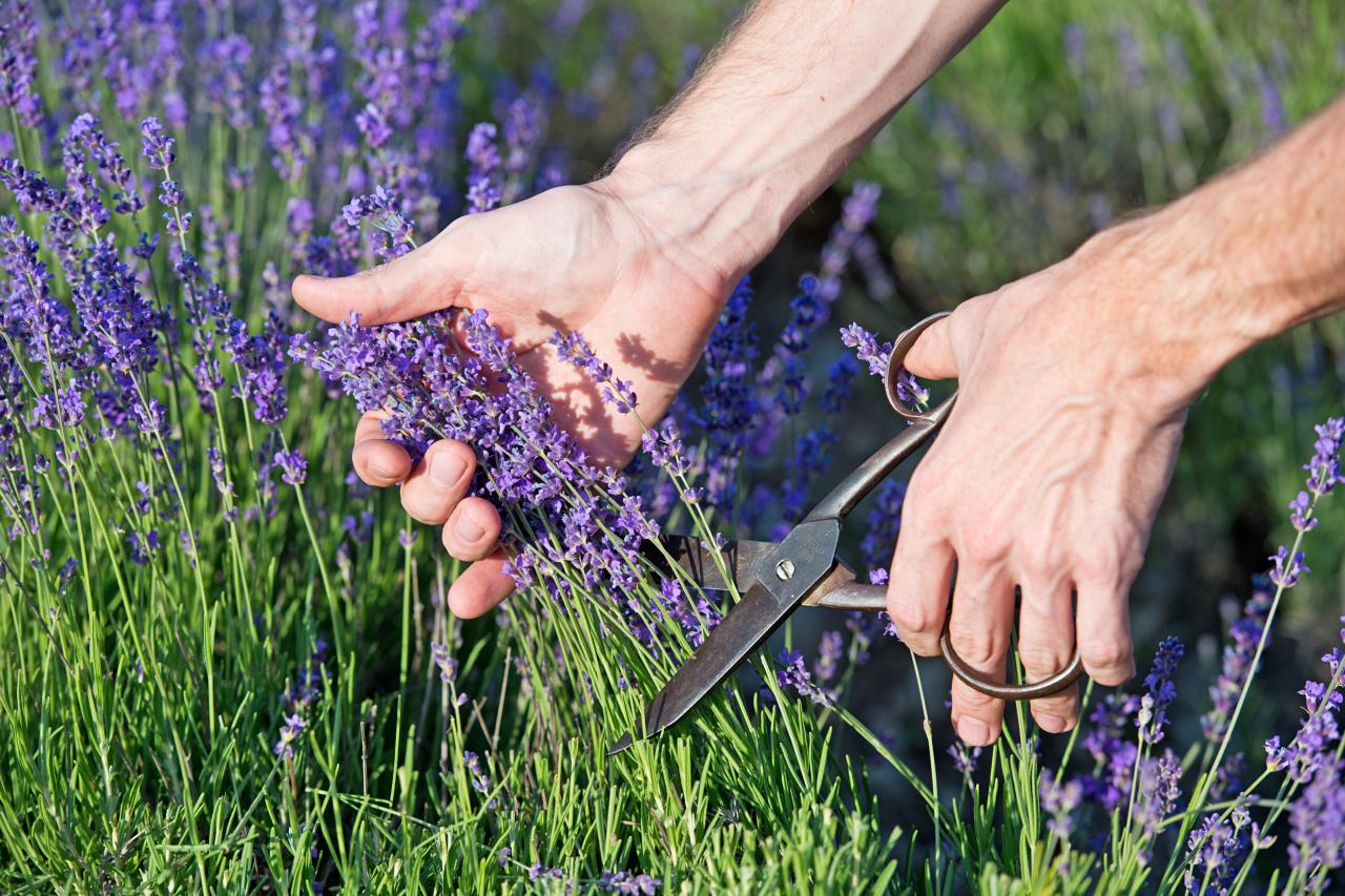 when to trim lavender bushes