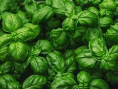 Basil is a culinary herb, used as a condiment or spice and as a source of aromatic essential oil in foods, flavors and fragrances.