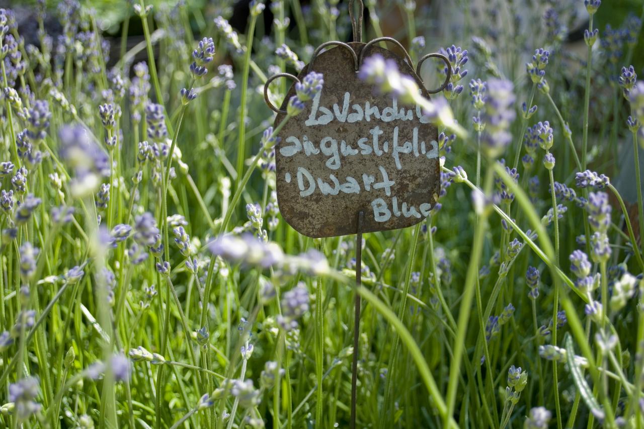 23 Fairy Garden Flowers and Plants  Lavender plant, Fairy garden flowers,  Lavender flowers