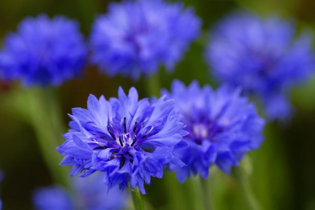 yearly flowers purple