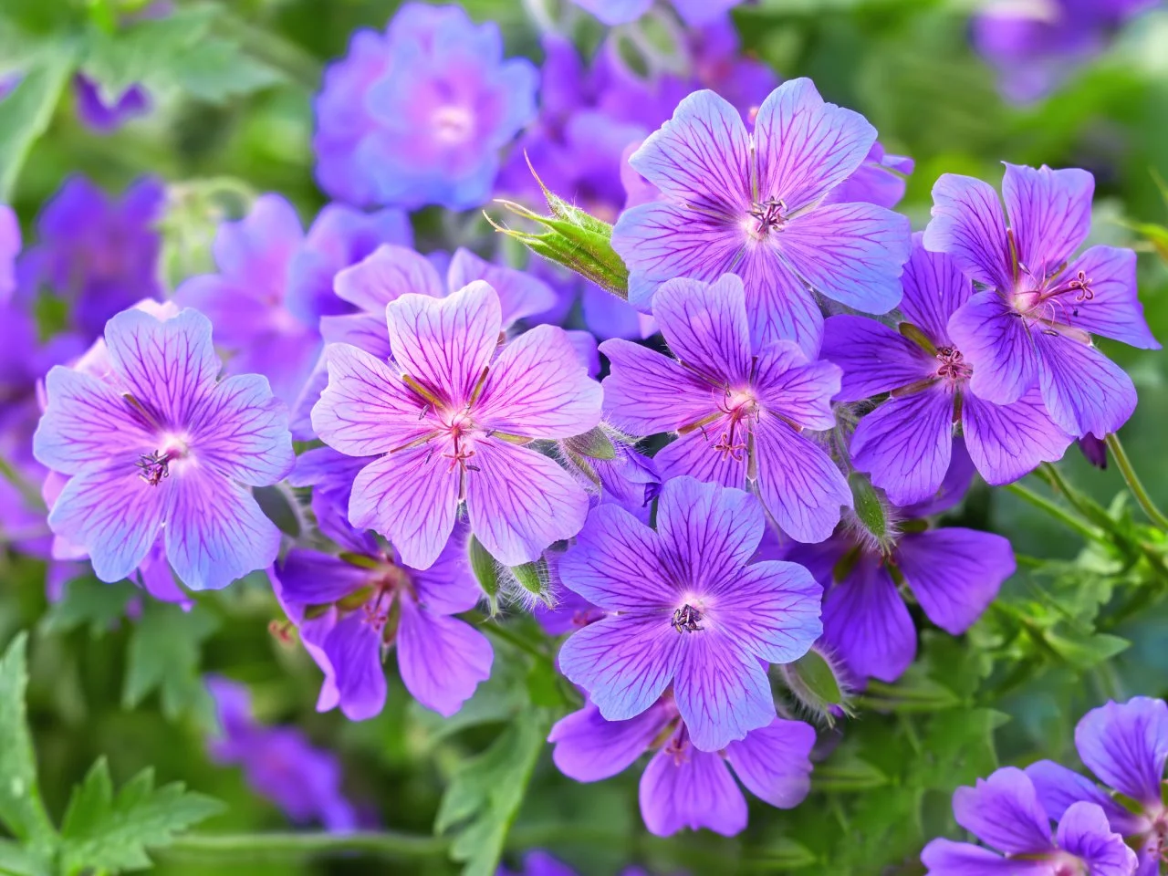 Purple high quality flowers