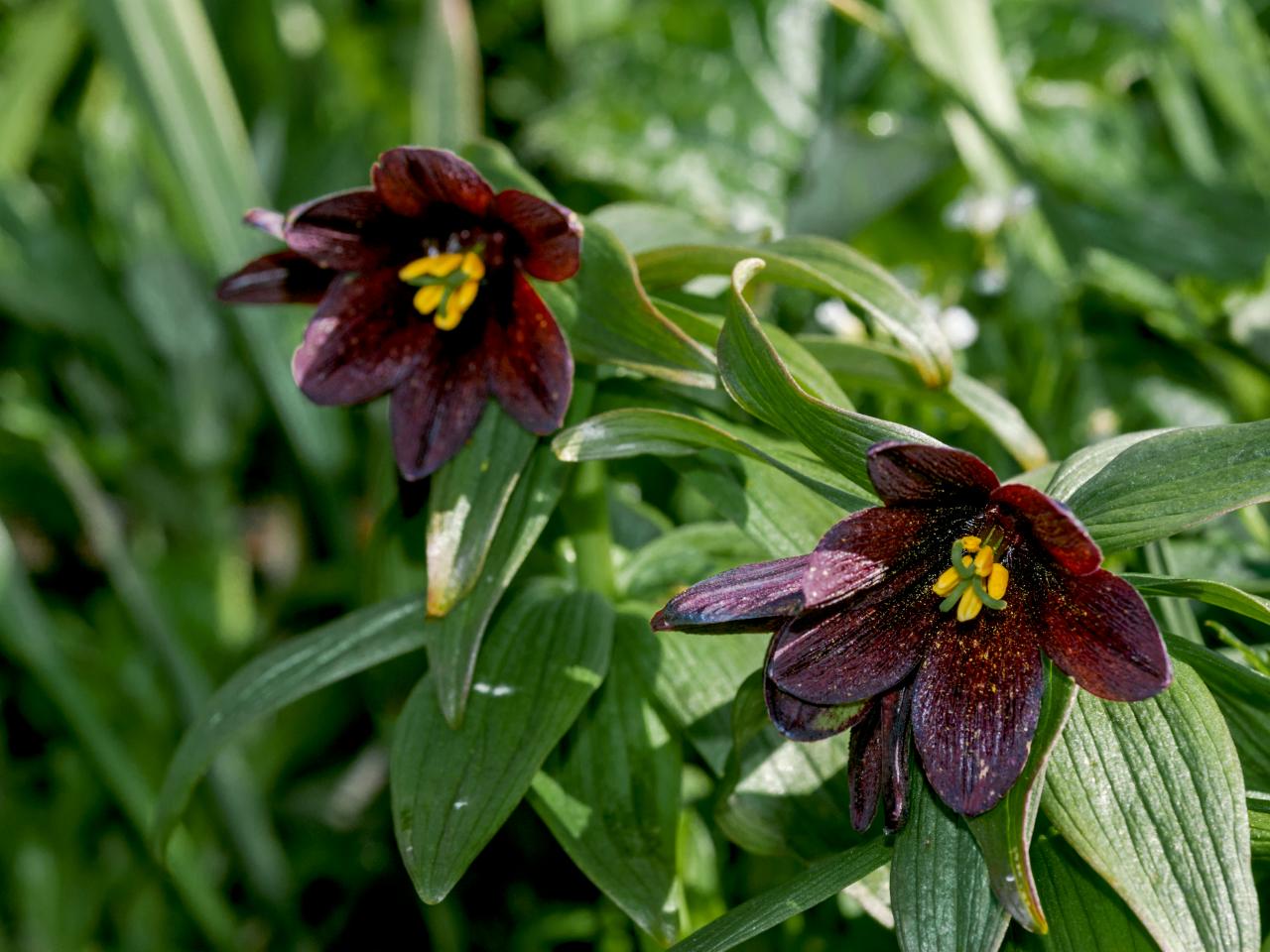 41 Black Flowers and Plants