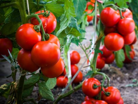 How Far Apart Should Tomatoes Be Planted?