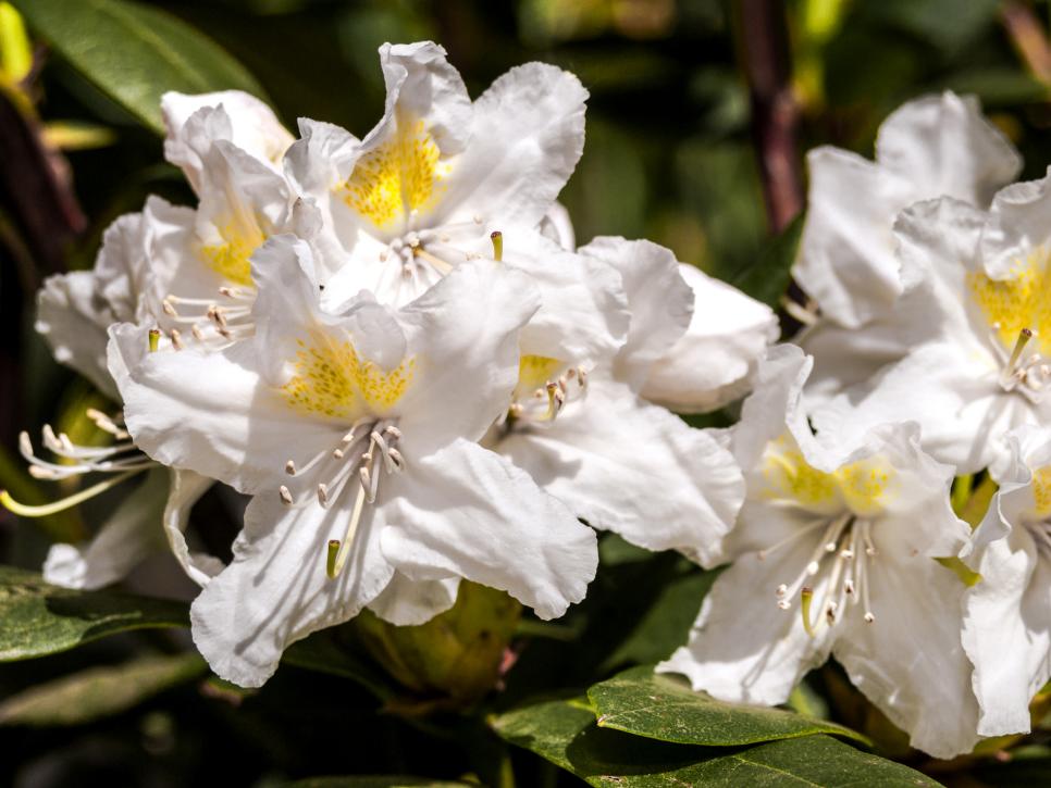 20 Types Of White Flowers For Your Garden Hgtv