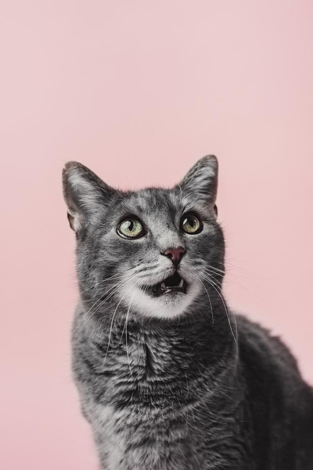 Adorable grey cat on pink