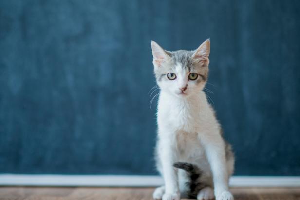 A young kitten sits in front of a clean chalkboard.