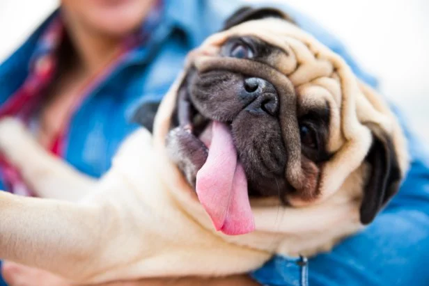 Man holding his pug