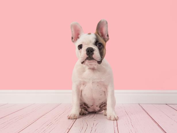 Cute white and brown french bulldog puppy sitting in a pink living room setting facing the camera