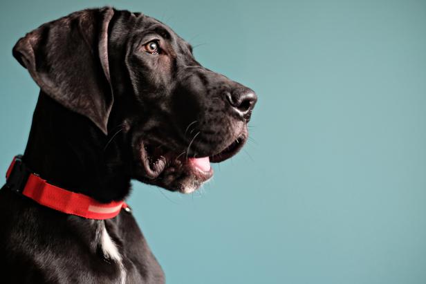 Black Great Dane puppy with an orange collar