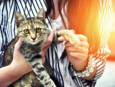Young woman holding cute cat outdoor. Cat looking at the camera. Friendship. Love .Pets care