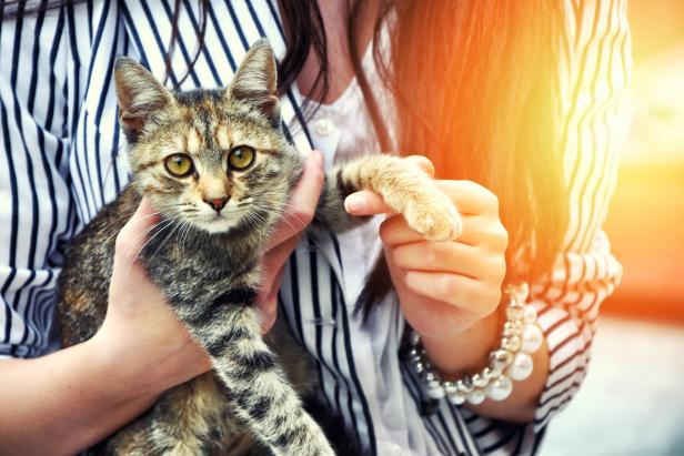 Young woman holding cute cat outdoor. Cat looking at the camera. Friendship. Love .Pets care