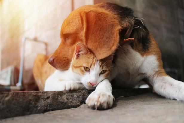 Beagle dog and brown cat in warm hug on the footpath.