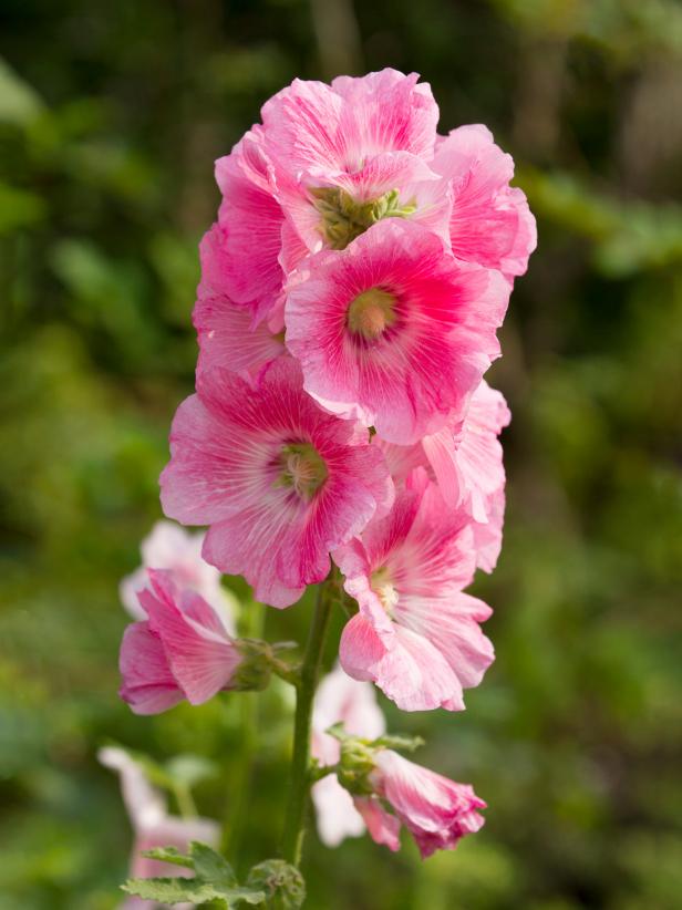Why You Should Grow Hollyhock