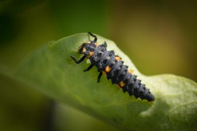 Good vs. Bad Ladybugs In Your Garden: How To Tell The Difference – Forbes  Home