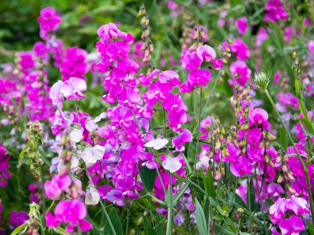 Cottage Garden Flowers, English Country Garden Flowers List