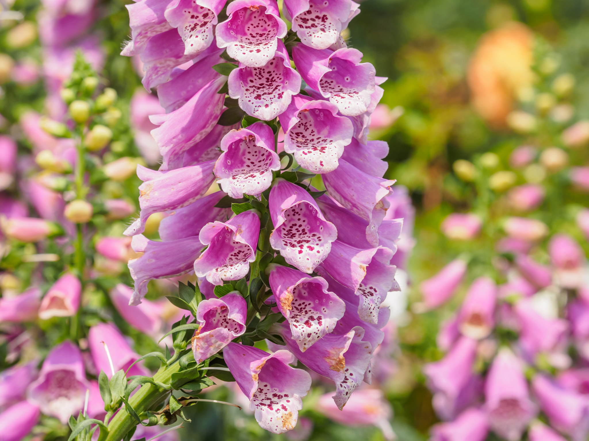 FOXGLOVE DIGITALIS Mix Hardy Spotted Perennial Pink Purple White Flower 100 Seed 