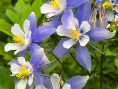 Find out how to grow columbine, an easy-care perennial to feature in your garden.