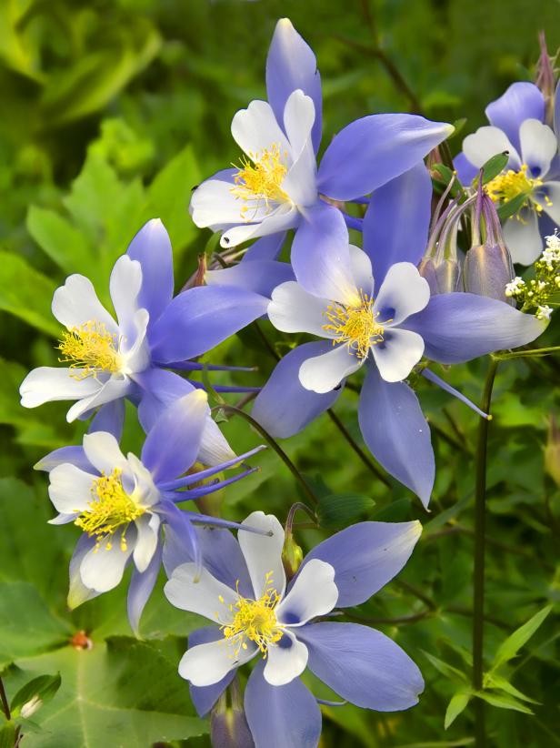 How to Grow ColuмƄine Flowers | HGTV