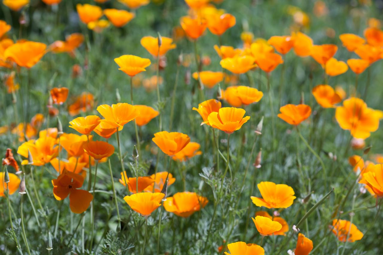 Planting California Poppies in Cool Weather - Get the Best Results with Proper Care and Protection