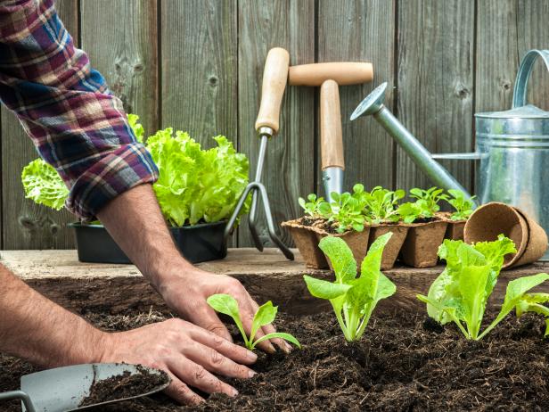 What to Plant in July in Vegetable, Herb and Flower Gardens | HGTV