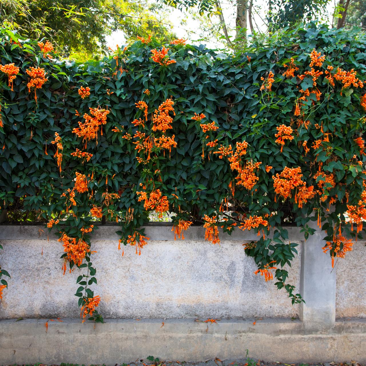 Trumpet honeysuckle store