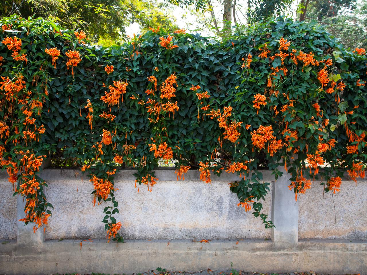 Trumpet creeper (Campsis radicans) is native from Pennsylvania and New