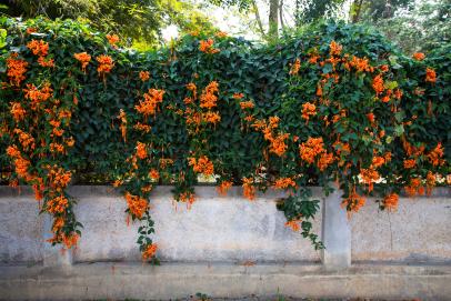 Trumpet Vine Is A Beautiful But Invasive Vine Hgtv