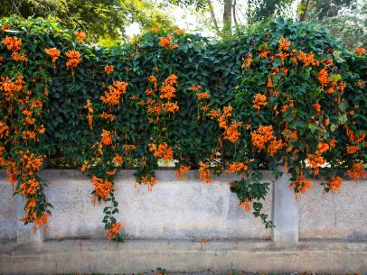 south american climbing plants