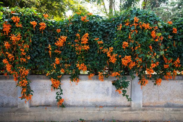 Image result for Trumpet Vine trellis