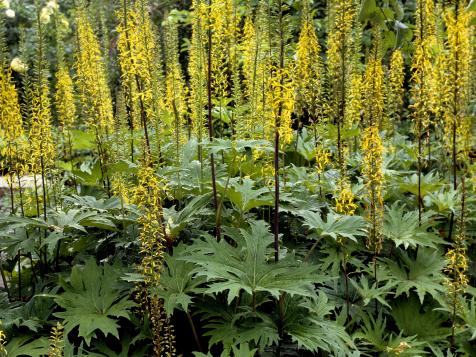 Ligularia (Leopard Plant): Our Favorite Flowers