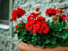 Discover how to prepare geraniums for winter using simple techniques and easy-grows-it tips.