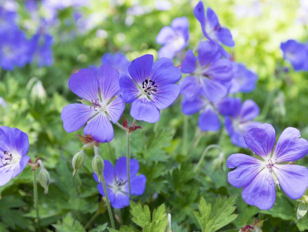 Geranium Rozanne: The Cranesbill Geranium | HGTV