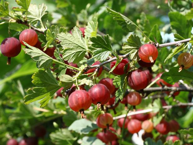 Guide to Growing Gooseberries | HGTV