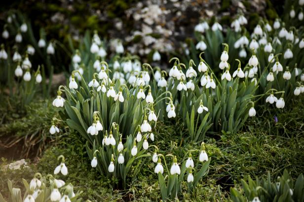 Early Spring Flowers: Plant Early Blooming Spring Flowers In The