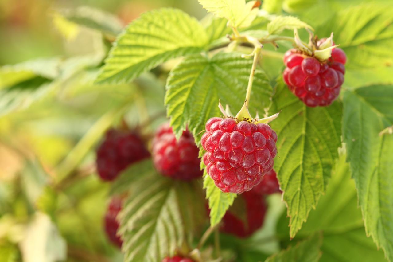 How to Grow Raspberries in Your Yard   HGTV