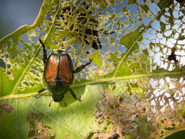 Japanese Beetle