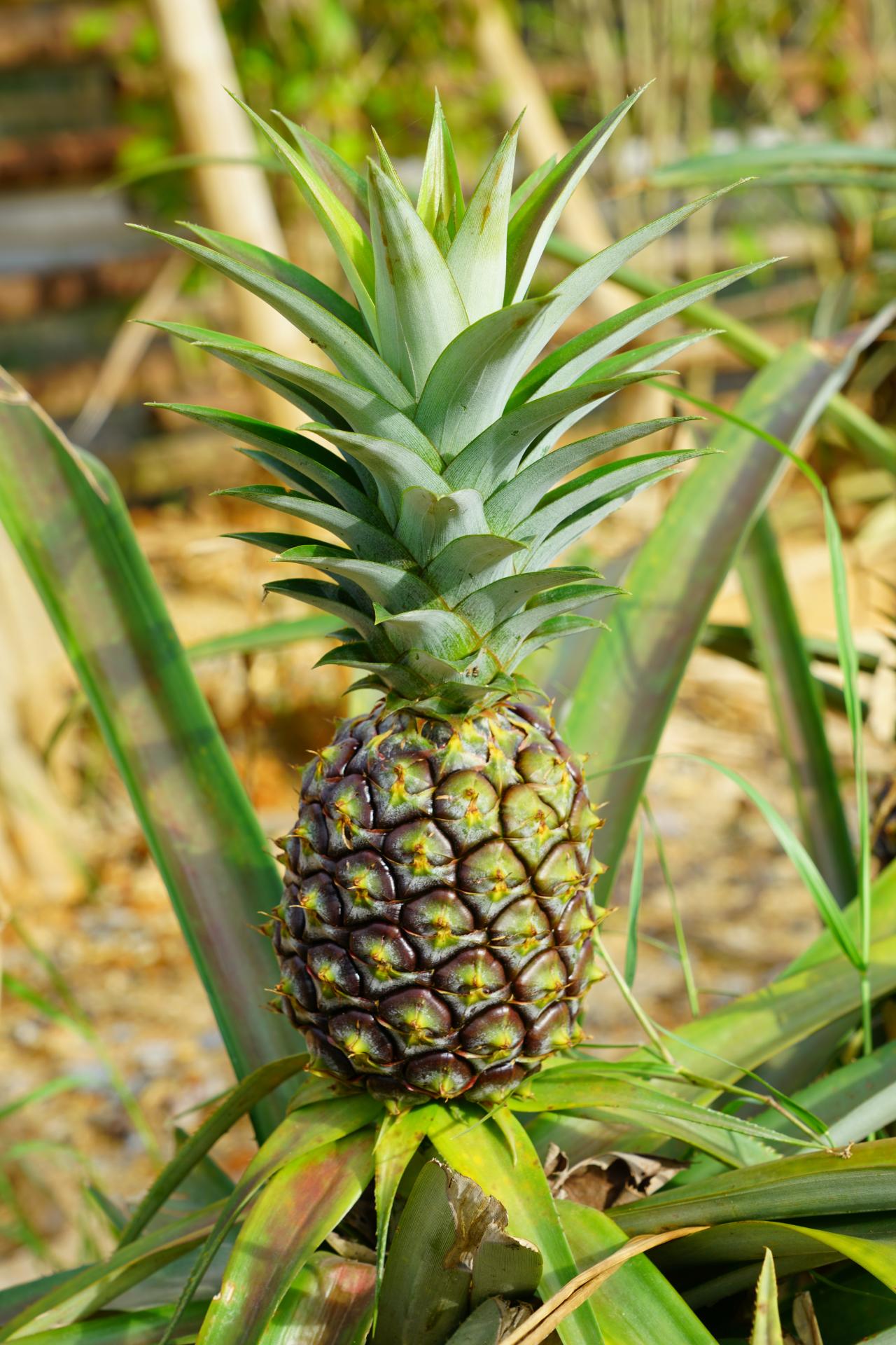 Growing Pineapple Plants How To Grow Pineapples HGTV