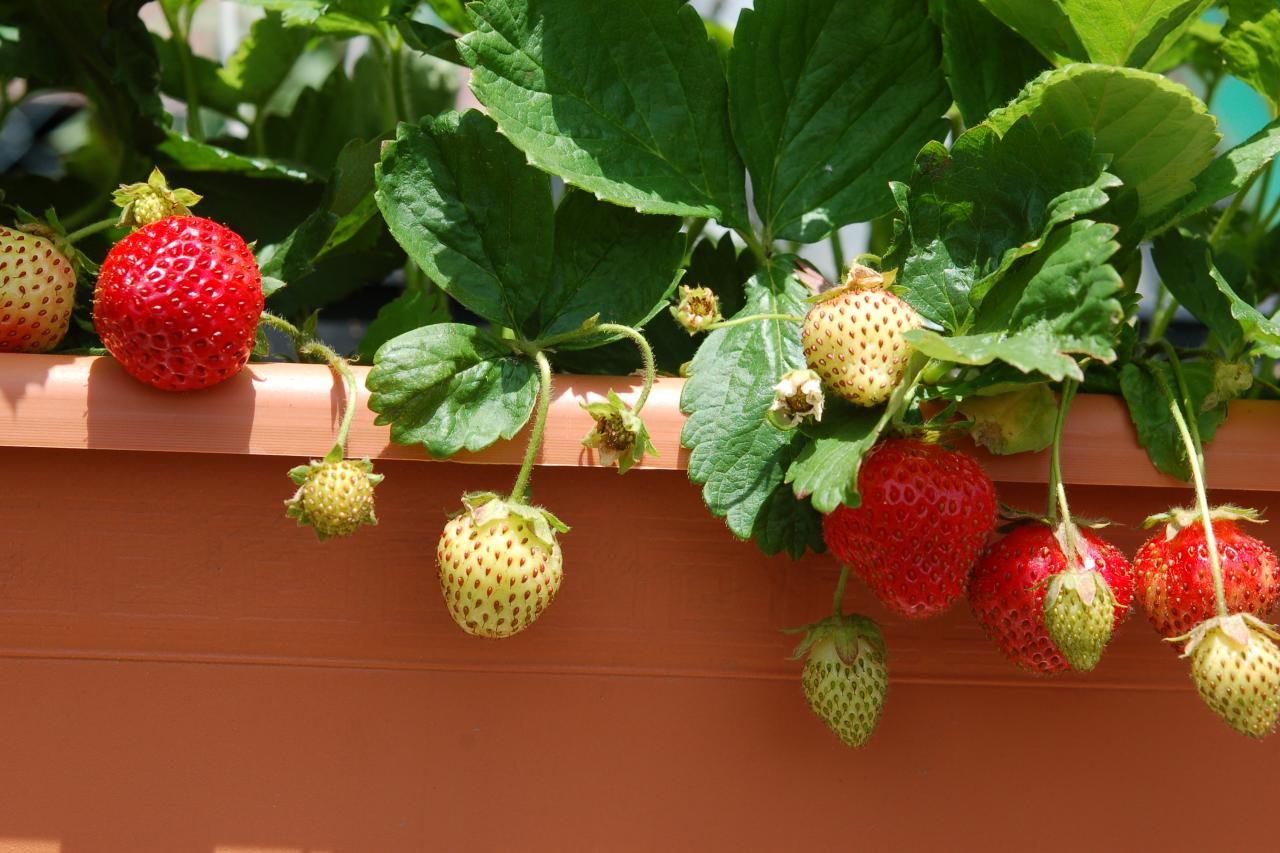 Grow Strawberries in Containers HGTV