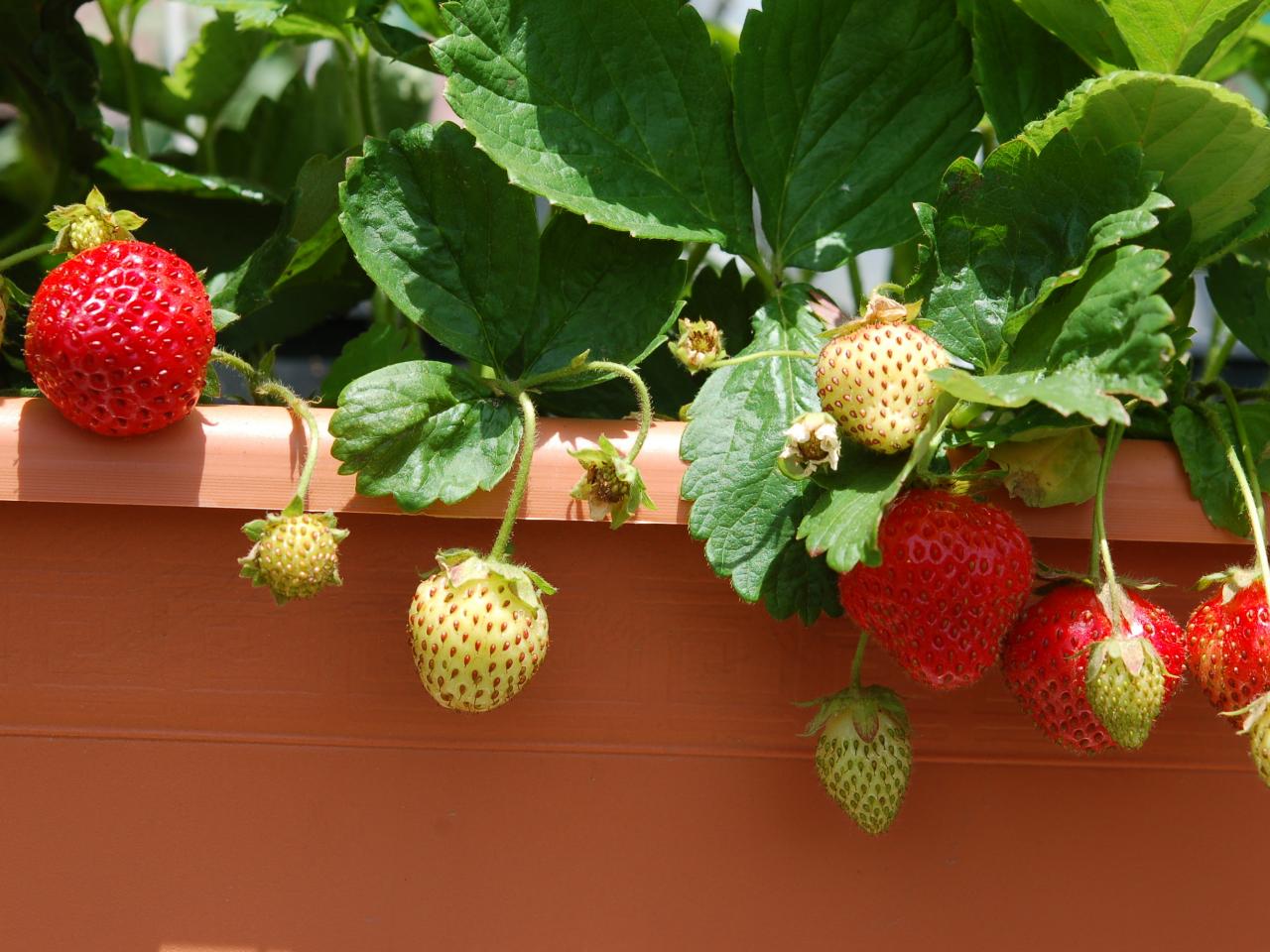 Growing Strawberries in Containers – Strawberry Plants