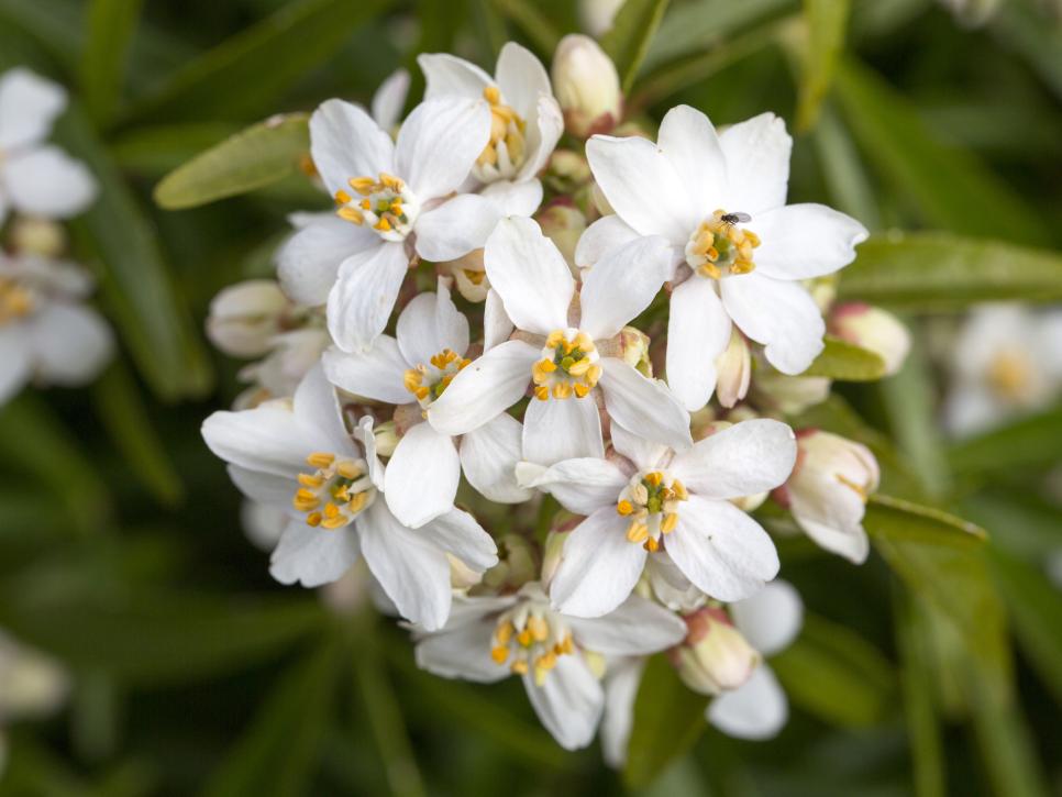 The Most Fragrant Shrubs Types Of