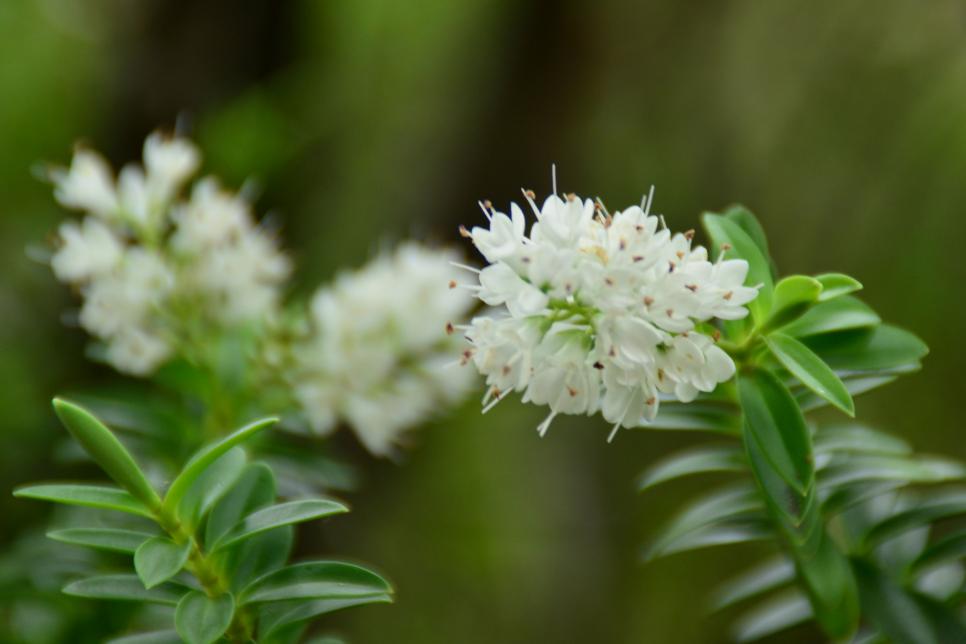 the most fragrant shrubs types of shrubs hgtv the most fragrant shrubs types of shrubs hgtv