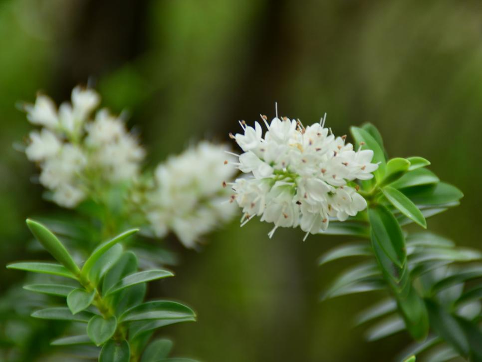 The Most Fragrant Shrubs Types of Shrubs HGTV