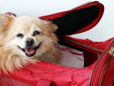 Small pet dog peeking out in air-line approved pet carrier