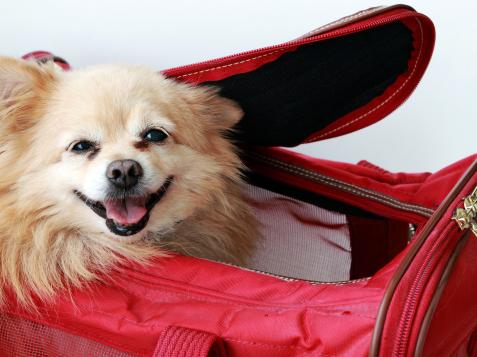 Flying With Pets: New Rules Could Affect Your Non-Human Travel Companions